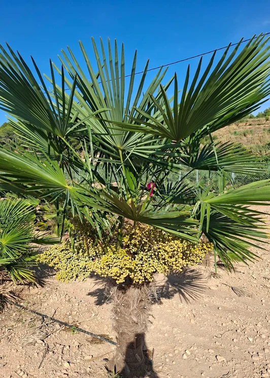 Trachycarpus fortunei bij onze kwekerij in Tarragona