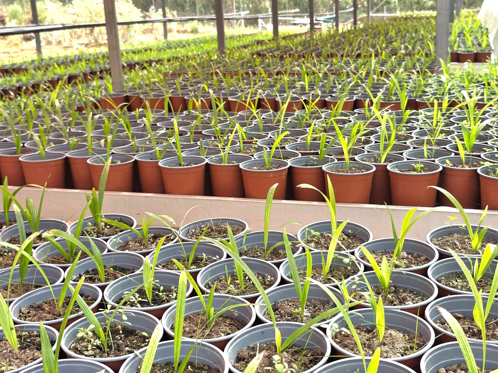 Trachycarpus Fortunei-2
